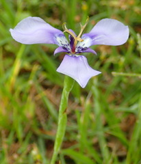 Herbertia lahue