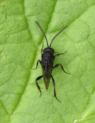 Brachygaster minuta