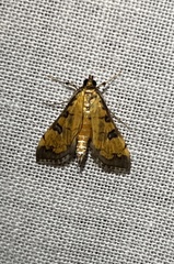 Ategumia ebulealis