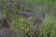 Boechera retrofracta