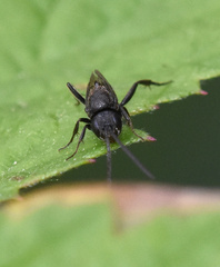 Brachygaster minuta