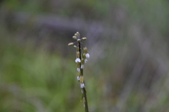 Boechera retrofracta