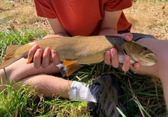 Oncorhynchus clarkii
