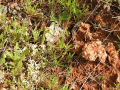 Ophrys speculum