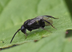 Brachygaster minuta