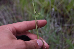 Boechera retrofracta