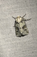 Lacinipolia implicata