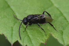 Brachygaster minuta