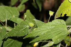 Abutilon oxycarpum