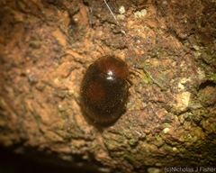 Coccinelloidea