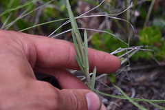 Boechera retrofracta