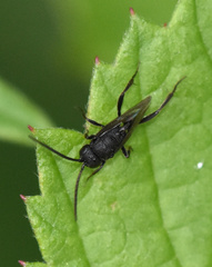 Brachygaster minuta