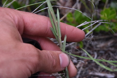 Boechera retrofracta