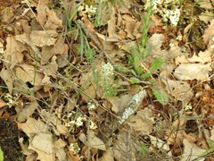 Lepidium hirtum
