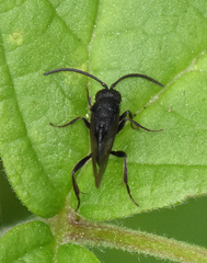 Brachygaster minuta