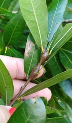 Zapatella quercusphellos