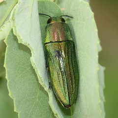 Agaeocera scintillans