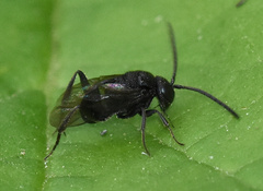 Brachygaster minuta