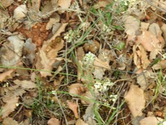 Lepidium hirtum
