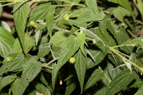 Abutilon oxycarpum (Abutilon oxycarpum)