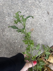 Sisymbrium officinale