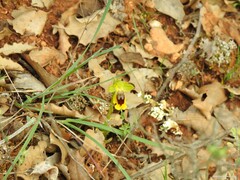 Lepidium hirtum