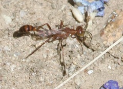 Ammophila wrightii