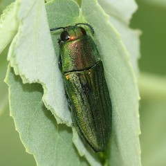Agaeocera scintillans
