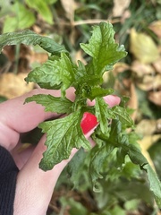 Sisymbrium officinale
