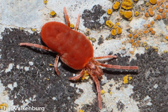 Acariformes