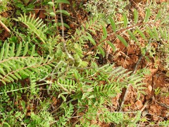 Astragalus alopecuroides