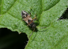 Scolopostethus