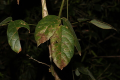 Kennedia rubicunda