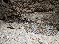 Pituophis catenifer affinis