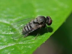 Lindneromyia