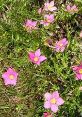 Sabatia campestris