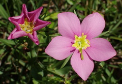 Sabatia campestris