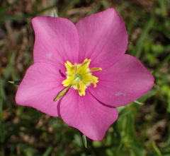 Sabatia campestris
