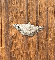 Frederickia nigricomma