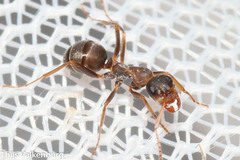 Formica rufibarbis