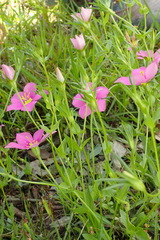 Sabatia campestris