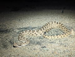 Crotalus cerastes