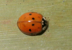 Harmonia axyridis