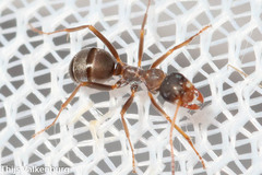 Formica rufibarbis