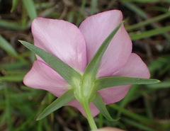 Sabatia campestris