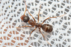 Formica rufibarbis