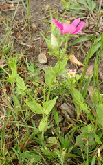 Sabatia campestris