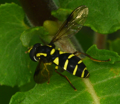 Xanthogramma pedissequum