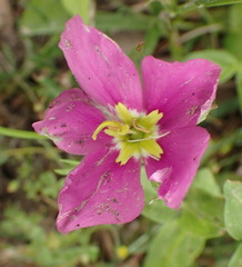 Sabatia campestris