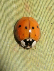 Harmonia axyridis
